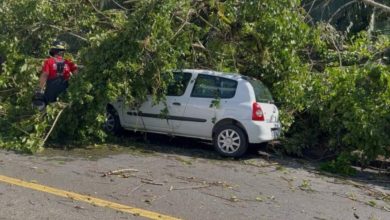 Em Jaraguá do Sul, vendaval derruba mais de 10 árvores e cerca de cinco veículos sofreram danos