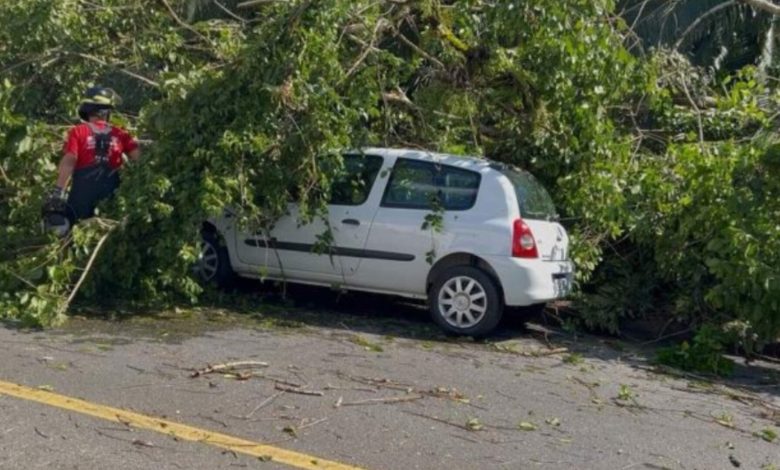 Em Jaraguá do Sul, vendaval derruba mais de 10 árvores e cerca de cinco veículos sofreram danos