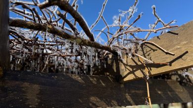 Temperaturas próximas de zero marcam a primeira geada do ano em Santa Catarina