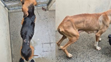 Cena de horror: 22 animais são resgatados vivos após flagrante de maus-tratos em Blumenau