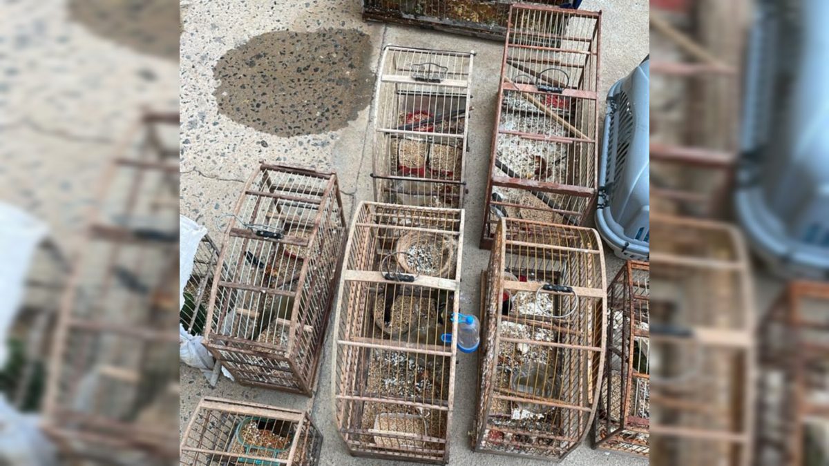 Cena de horror: 22 animais são resgatados vivos após flagrante de maus-tratos em Blumenau