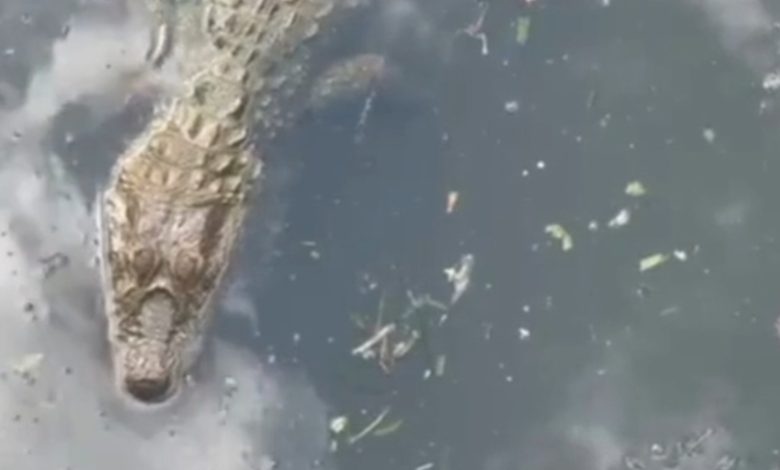 Grupo de jacarés surpreende moradores em mangue próximo a shopping em SC