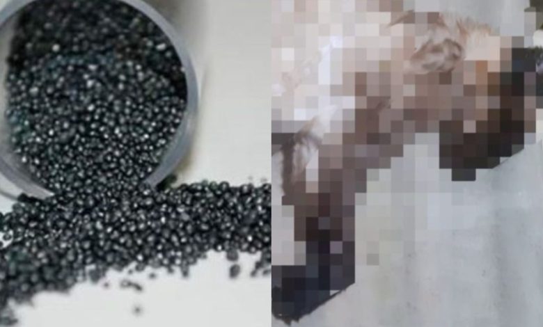 Homem é preso após polícia encontrar “chumbinho” e arma de fogo em operação contra envenenamento de animais em Blumenau
