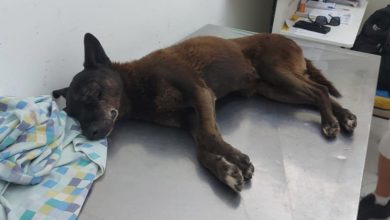 Caso Orelha: cão que morreu após ser espancado por adolescentes em SC gera repercussão internacional