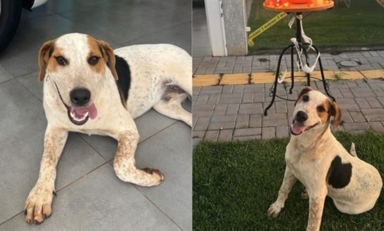 Crueldade sem limites: cão comunitário morre após levar um tiro e polícia tenta identificar autor do crime