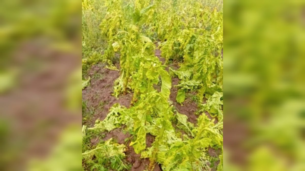 Chuva de granizo provoca danos e preocupa agricultores no interior de SC