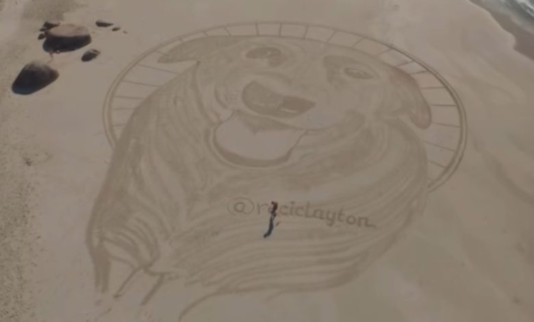 Arte de 40 metros homenageia cão comunitário morto após agressão de adolescentes em praia de SC