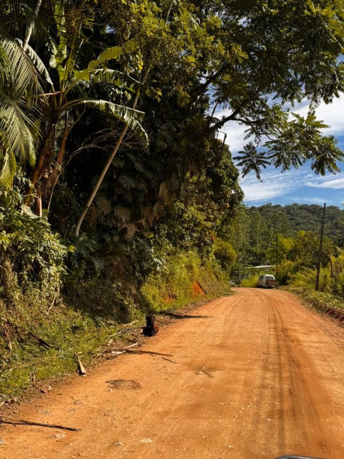 Ataque de abelhas deixa servidor da Prefeitura de Timbó em estado grave durante roçagem