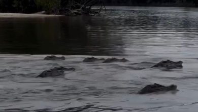 Centenas de jacarés-açu surgem ao redor de barco e cercam pescador na Amazônia