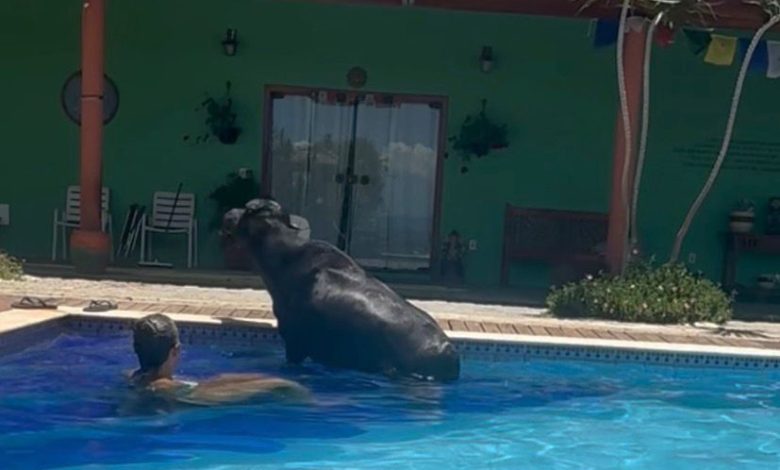 “Se contar, ninguém acredita”: búfalo toma banho de piscina com a dona e vira sensação na internet
