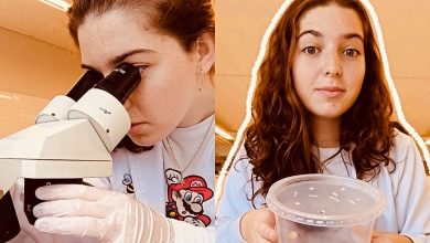 Já viu o coração de uma barata? Vídeo revela detalhe surpreendente dos insetos