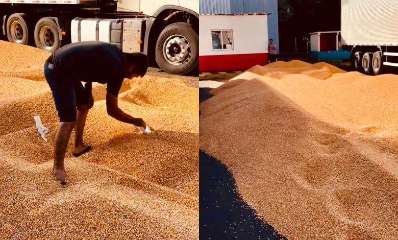 Após mais de uma semana parado, caminhoneiro despeja carga de milho no pátio de empresa em SC
