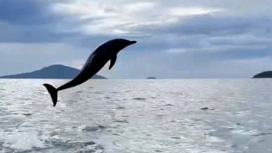 Mais de 100 golfinhos protagonizam espetáculo raro durante safari oceânico em Ilhabela