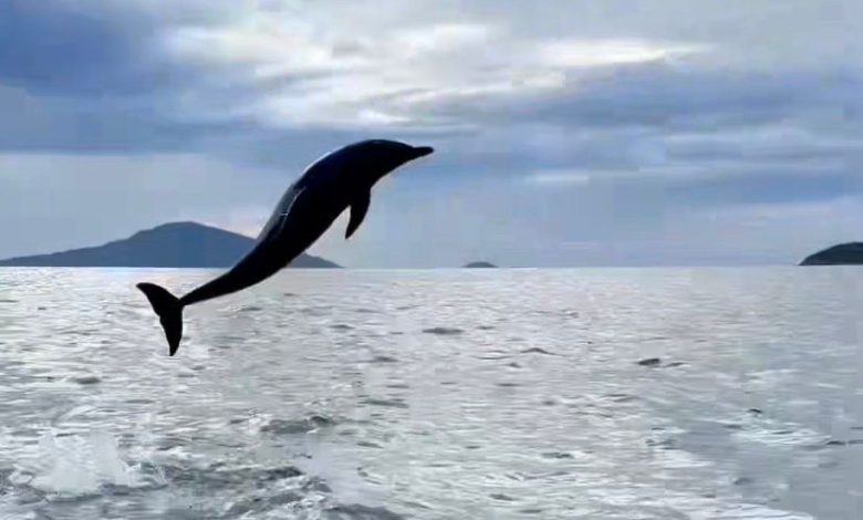 Mais de 100 golfinhos protagonizam espetáculo raro durante safari oceânico em Ilhabela
