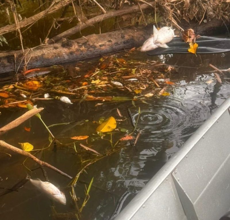 Defesa Civil aciona órgãos ambientais após denúncias de contaminação no Rio Benedito, em Timbó