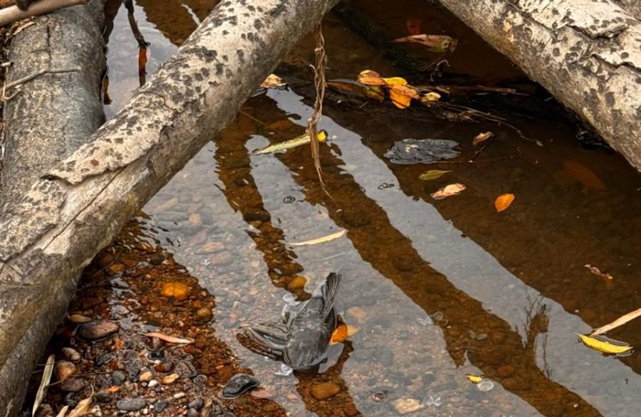 Defesa Civil aciona órgãos ambientais após denúncias de contaminação no Rio Benedito, em Timbó