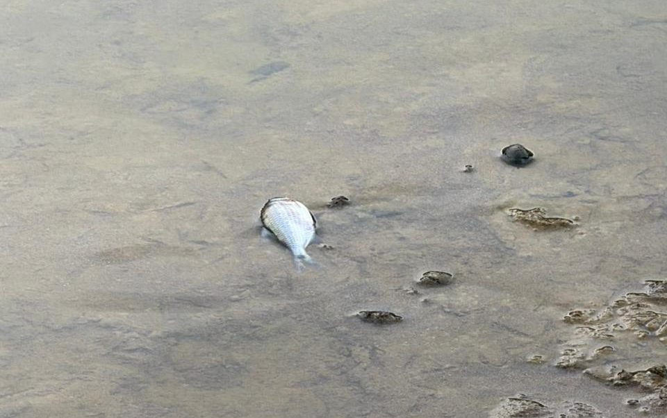 Defesa Civil aciona órgãos ambientais após denúncias de contaminação no Rio Benedito, em Timbó