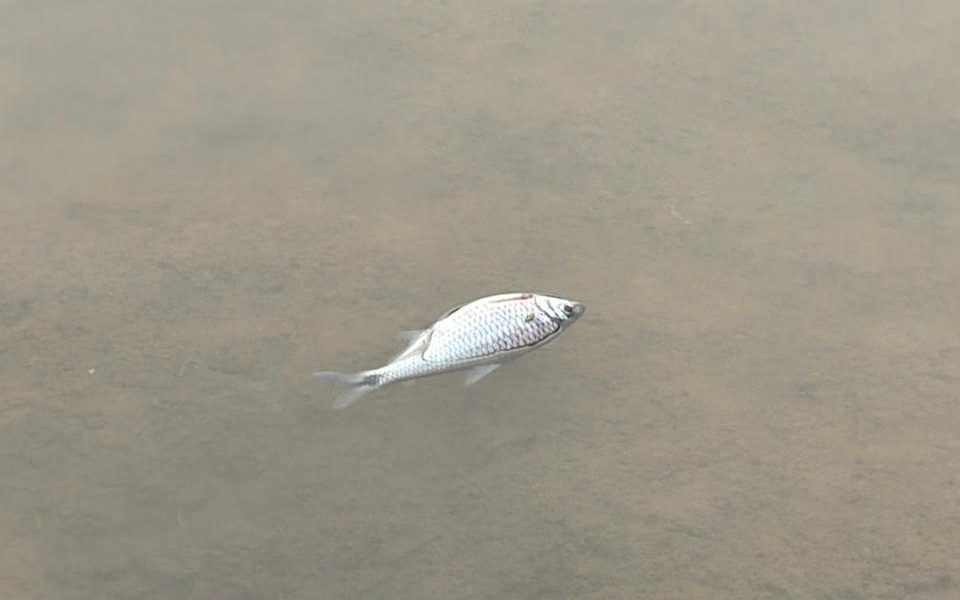 Defesa Civil aciona órgãos ambientais após denúncias de contaminação no Rio Benedito, em Timbó