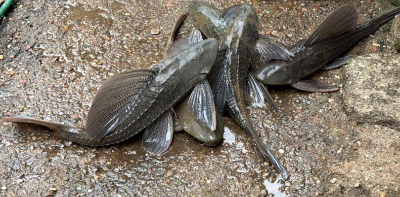 Defesa Civil aciona órgãos ambientais após denúncias de contaminação no Rio Benedito, em Timbó