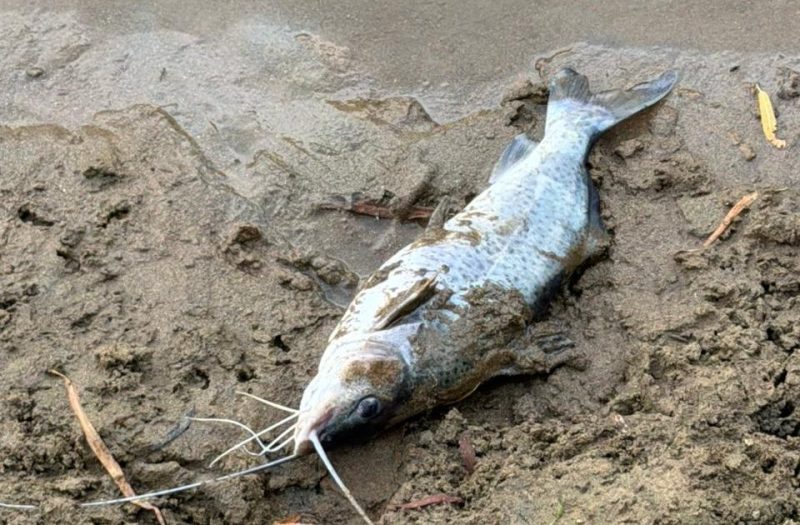Defesa Civil aciona órgãos ambientais após denúncias de contaminação no Rio Benedito, em Timbó