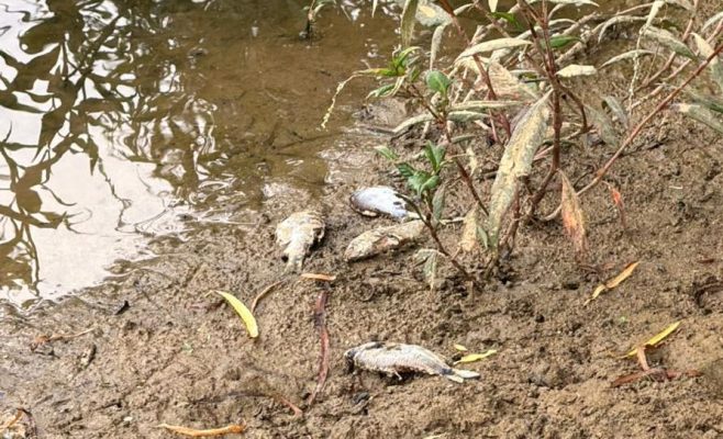 Defesa Civil aciona órgãos ambientais após denúncias de contaminação no Rio Benedito, em Timbó