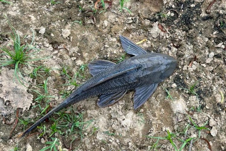 Defesa Civil aciona órgãos ambientais após denúncias de contaminação no Rio Benedito, em Timbó