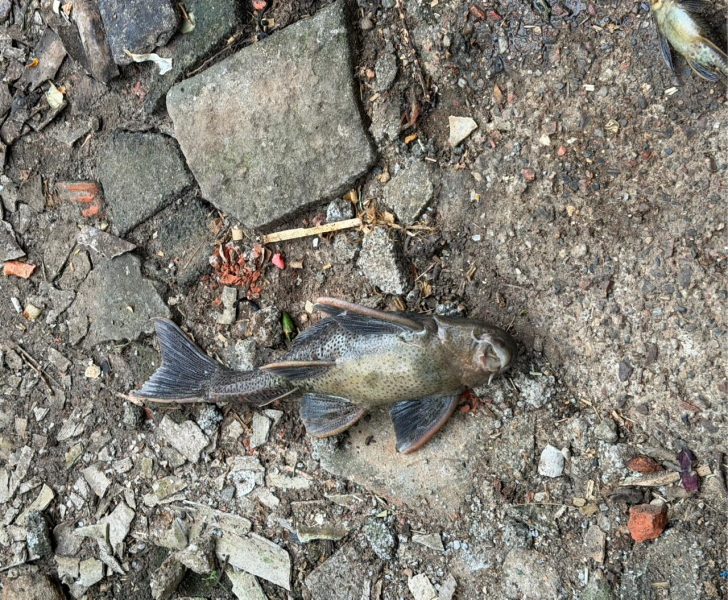 Defesa Civil aciona órgãos ambientais após denúncias de contaminação no Rio Benedito, em Timbó