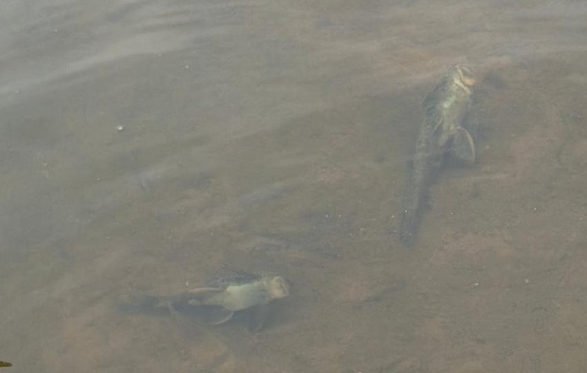 Defesa Civil aciona órgãos ambientais após denúncias de contaminação no Rio Benedito, em Timbó