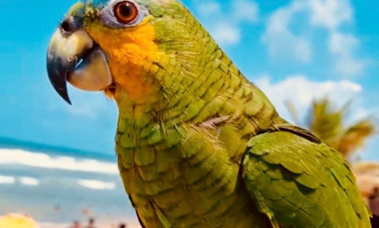 Papagaio dá um rolê no céu, aproveita a liberdade e retorna para o tutor
