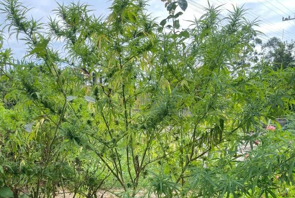Cultivo de pés de maconha gigantes chamam atenção e são apreendidos pela Polícia Militar em SC