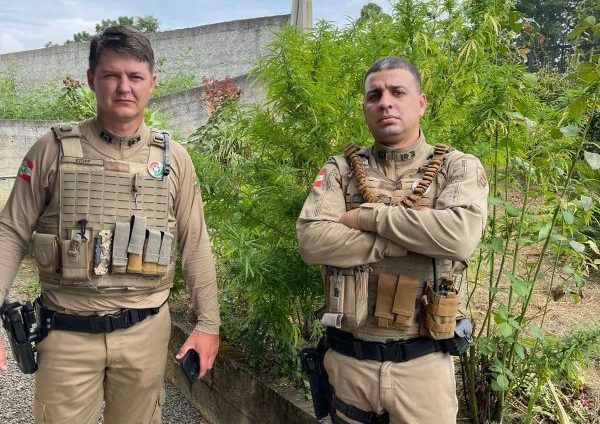 Cultivo de pés de maconha gigantes chamam atenção e são apreendidos pela Polícia Militar em SC
