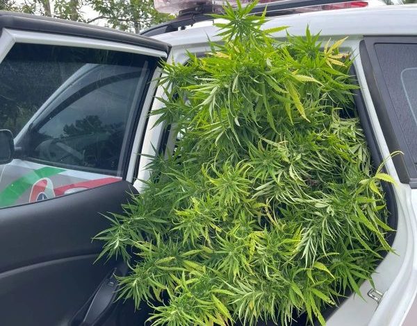 Cultivo de pés de maconha gigantes chamam atenção e são apreendidos pela Polícia Militar em SC
