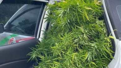 Cultivo de pés de maconha gigantes chamam atenção e são apreendidos pela Polícia Militar em SC