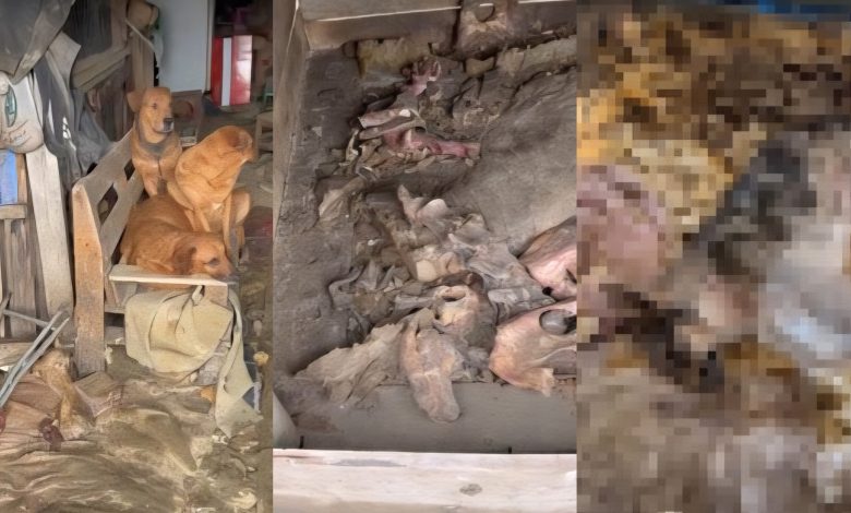 Justiça de SC aceita denúncia e torna réu homem acusado de manter cães mortos congelados em freezer