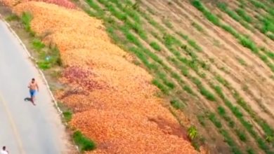 Cebolas são descartadas em SC e situação revela crise enfrentada por produtores do Estado