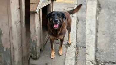 MPSC solicita exumação do cão Orelha e amplia investigação sobre caso da Praia Brava, em SC