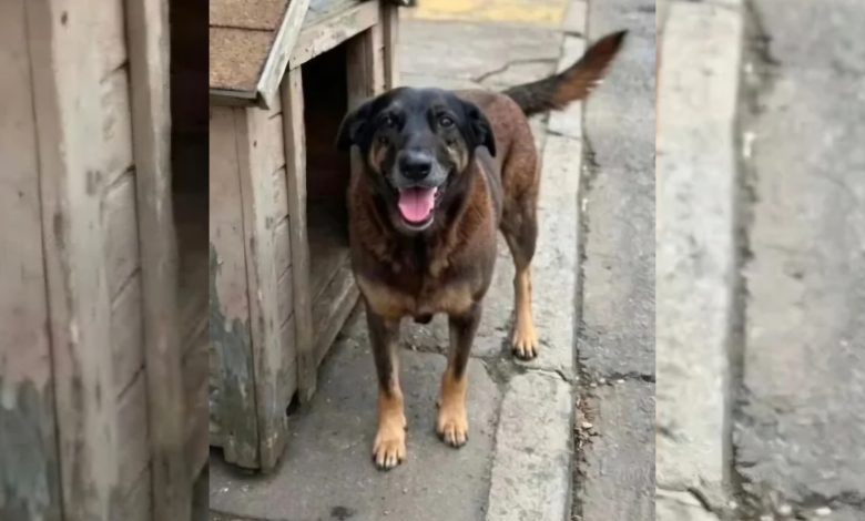 MPSC solicita exumação do cão Orelha e amplia investigação sobre caso da Praia Brava, em SC