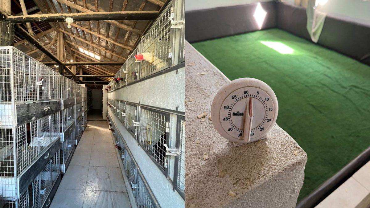 Operação da Polícia Civil em Blumenau e Gaspar revela estrutura para rinha de galos e apreende arsenal de armas