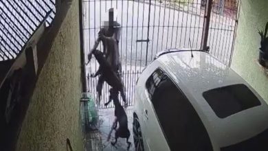 Viralizou: homem é mordido por cadela ao tentar furtar objeto em garagem