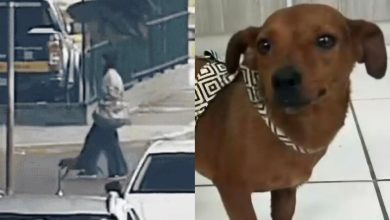 Mulher é indiciada por maus-tratos após abandonar cadela em rodoviária de SC