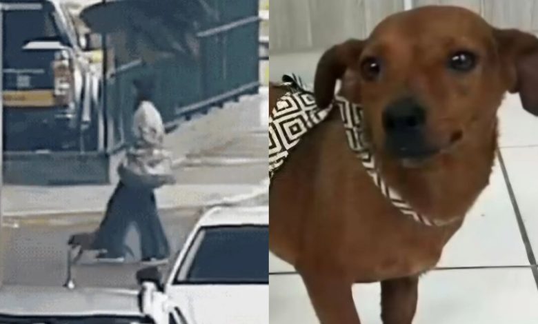 Mulher é indiciada por maus-tratos após abandonar cadela em rodoviária de SC