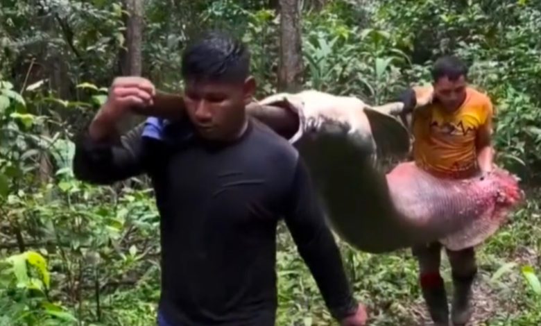 Gigante das águas: captura de pirarucu de 150 kg surpreende e reforça importância da pesca sustentável