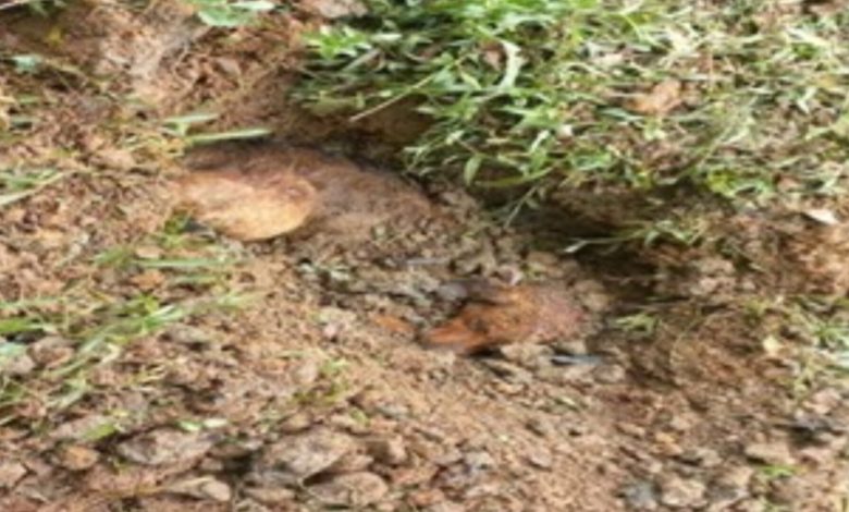 Em Rio dos Cedros, idoso de 70 anos é preso por matar cachorro à paulada