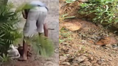 Justiça decreta prisão preventiva de suspeitos de matar cães em Timbó e Rio dos Cedros