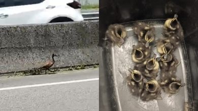 PRF interrompe trânsito na BR-101, em SC, e resgata marreca com dez filhotes