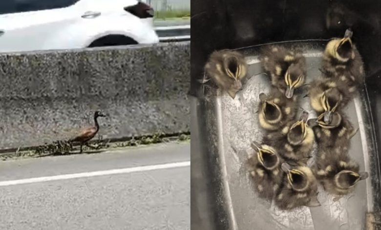 PRF interrompe trânsito na BR-101, em SC, e resgata marreca com dez filhotes