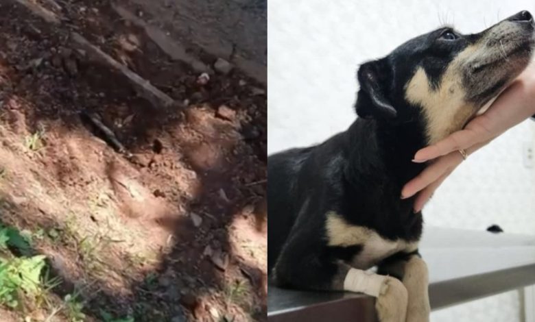 Polícia Civil faz operação após cadela prenha ser enterrada viva em condomínio de SC
