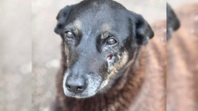 Perícia não consegue apontar o que causou a morte do cão Orelha em SC