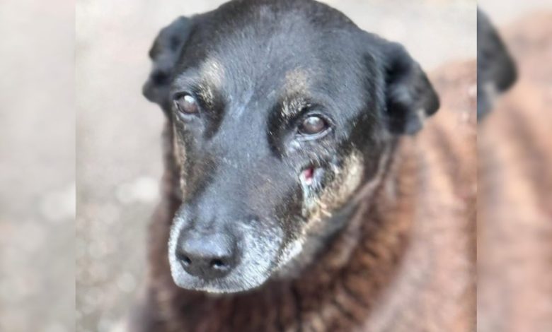 Perícia não consegue apontar o que causou a morte do cão Orelha em SC