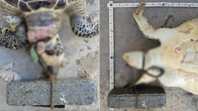 Tartaruga marinha é encontrada sem vida com concreto preso ao pescoço no Litoral de SC